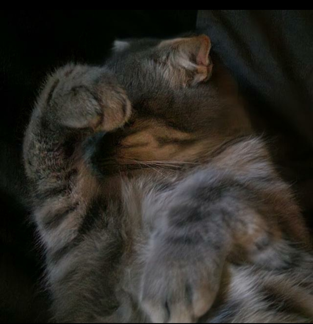 Sterre Goossens's avatar