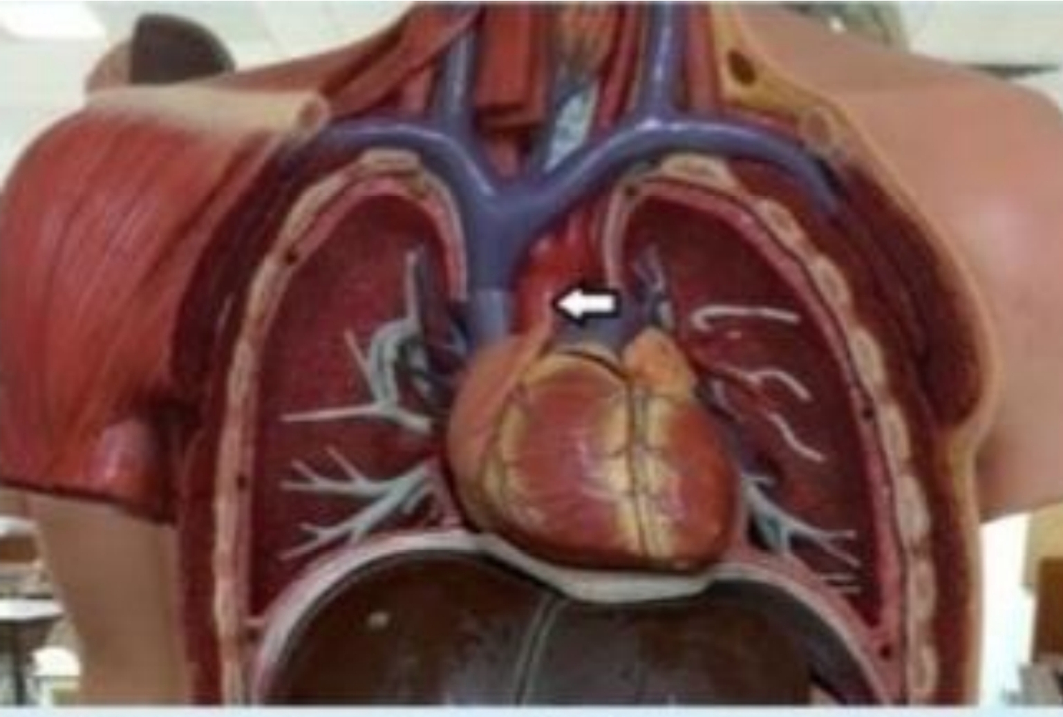 Issa Al Salmi's avatar